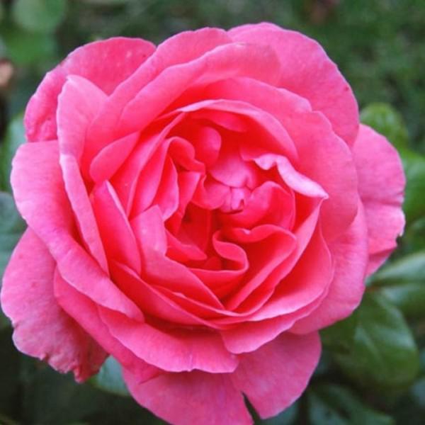 Rudolf Geschwind Rosa Frau Dr.