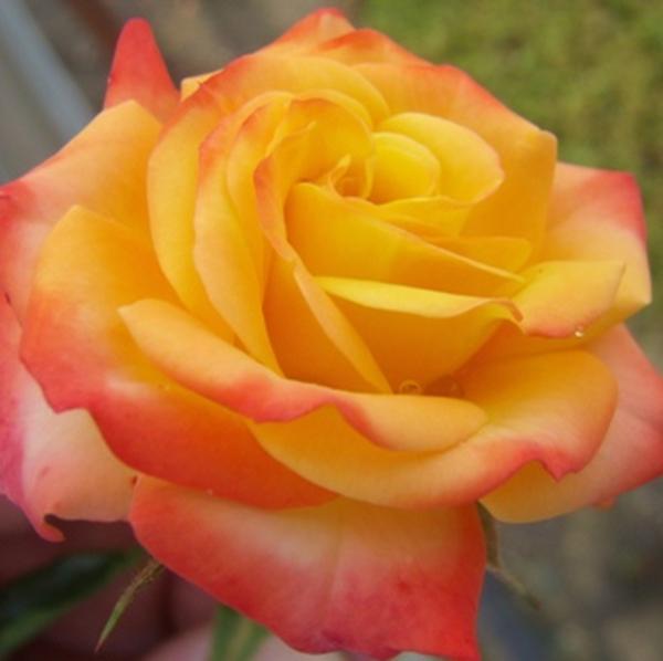 Holmes Rosa Korcapas Aranysárga, vörös