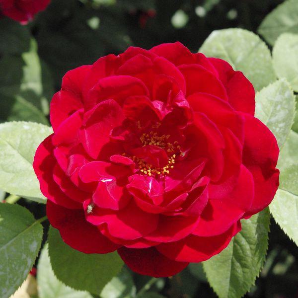floribunda 3175 cm Samuel Darragh