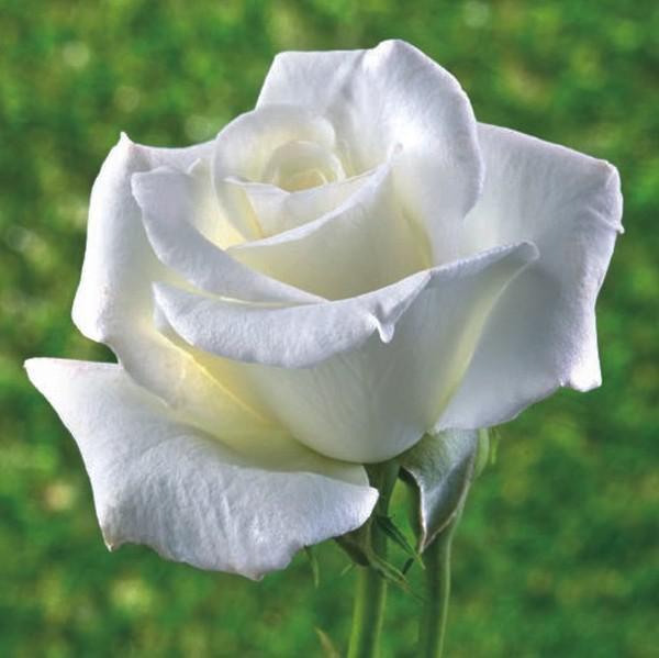 floribunda 4060 cm Meilland