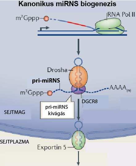 Jobbra: A kanonikus mirns érési útvonal folyamatábrája (Ameres, Nat Rev Mol Cell Biol, 2013, ábrája alapján.
