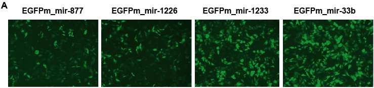 M M 21. ábra. Mirtron és mirns expresszió heterológ (EGFP) környezetből. (A) Fluoreszcens mikroszkópos felvételek. (B) Splicing detektálása RT-PCR-el.