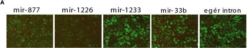 M M M 24. ábra. Intronikus mirns expresszió stabil sejtvonalakból. (A) Az intron kivágódására utaló EGFP expresszió megfigyelhető az összes létrehozott sejtvonalban.