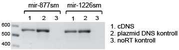 Az EGFP kódoló szekvenciájában maradt intront RT-PCR-el is kimutattuk (25B és 25C ábra)