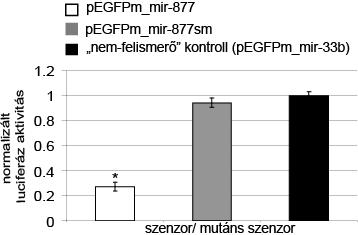 A splicing mutáns konstrukciókat ezután luciferáz esszében vizsgáltuk.