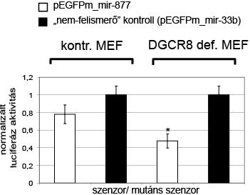 A B 29. ábra. A humán mir-877 és mir-33b szekvenciák géncsendesítő hatása vad típusú, illetve DGCR8 deficiens MEF sejtekben. A kísérleti/ábrázolási részleteket lásd a 16. ábra aláírásában; *p < 0.05.