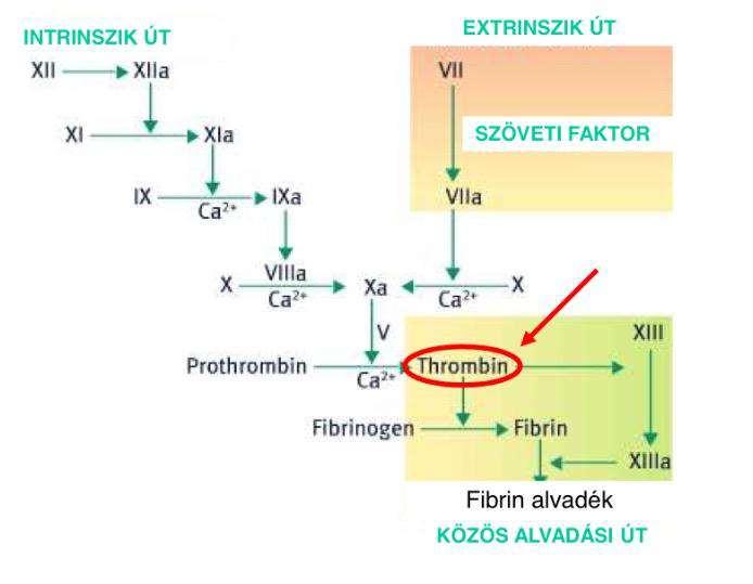 Dabigatran: (Pradaxa ) specifikus, reverzibilis, direkt