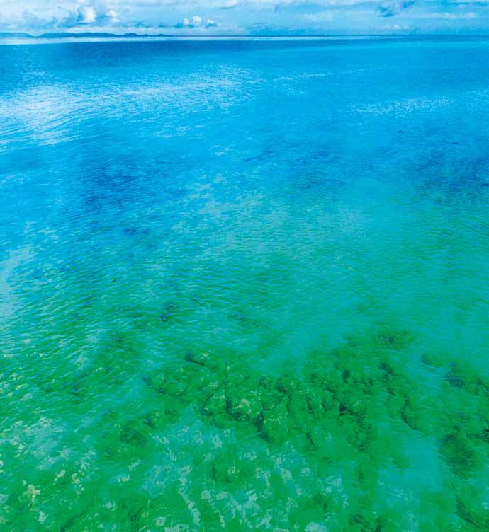 Hawaii Spirulina A Hawaii-szigetek színtiszta tengervízéből nyerjük a világ legjobb minőségű Spirulináját.