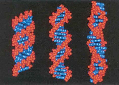 Egyéb DNS szerkezetek Az élőlényekben és vizes oldatban a B forma a leggyakoribb, ebben a bázisok síkja majdnem merőleges a cukor-foszfát gerincre.