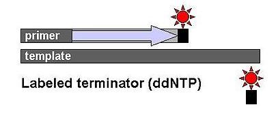 2. módszer A templátot négyfelé osztják Mindhez adnak primert, polimerázt, dntp t, és egyiket a jelzett ddntp ből (dda, ddt, ddc,