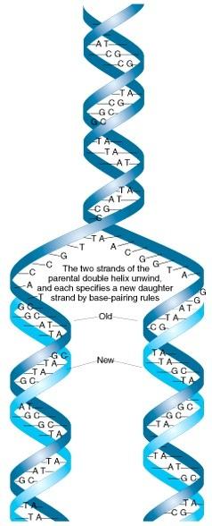 A DNS kettős spirál szerkezetéből közvetlenül adódik a megkettőződés mikéntje.