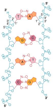 A DNS szerkezete (Watson és Crick 1953) Hidrofil cukor-foszfát gerinc kívül, hidrofób bázisok belül kettős hélix Minden bázispár egy purint, (A vagy G) és egy pirimidint, (T vagy C) tartalmaz