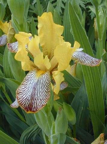 Tarka nőszirom Iris variegata 30-60 cm magas, közepe felett elágazó szárú, gyöktörzses évelő (Ge) Levelei keskeny-lándzsásak, erősen kiemelkedő erezetűek.