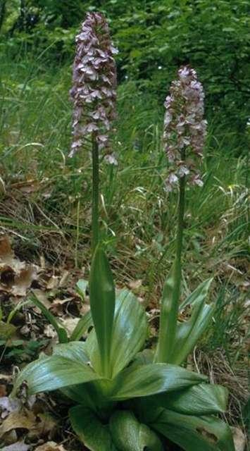 Bíboros kosbor Orchis purpurea 30-60 cm, egyszerű, leveles szárú, gumós évelő (Ge) Levél: részben tőálló, visszástojásdadok, nagyobbak, részben a száron ülők, széles-lándzsásak, kisebbek.