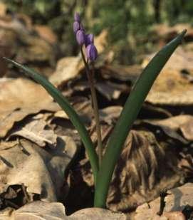 Tavaszi csillagvirág Scilla bifolia kis termetű hagymás évelő (Ge) Levél: keskeny-lándzsás, a virágos szár tövén kettesével áll Virág: tőálló, kevés virágú fürt, a lepellevél kék. III-IV.