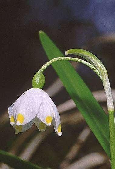 Leucojum