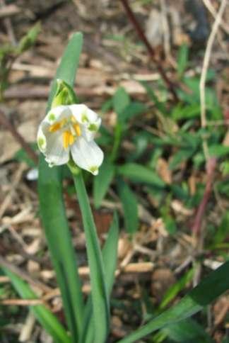 Leucojum