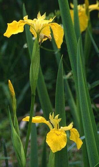 Sárga nőszirom Iris pseudacorus 80-150 cm, leveles szárú, gumós gyöktörzsű évelő (Ge) Levelei kard alakúak, hamvas zöldek, erei kissé kiemelkednek Élénksárga virágai ágas tőkocsányon ülnek, a külső