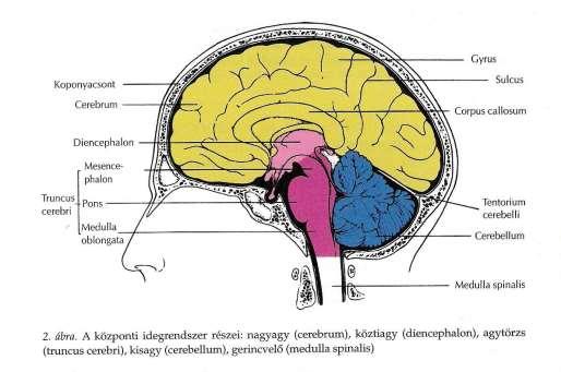 együttműködnek, de mindegyiknek más, sajátos feladata van. Ismert, hogy a nagyagy két, ún. féltekéből (hemispherium) áll.