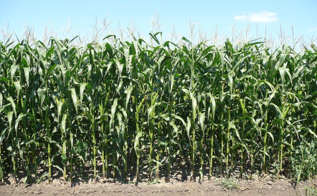 Korszerű agrotechnikával termesztett kukoricaállomány.