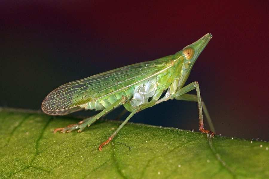 org/) + Oncopsis alni + Orientus ishidae 27 2) FD-terjedés megelőzése a termelő feladata Az FD-t