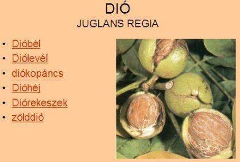Magyar őshit szent fája. Minden nporcikája gyógyhatású! Nagyon finom élelem, diósbeigli, stb.