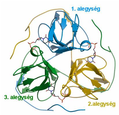 1. BEVEZETÉS ÉS CÉLKITŰZÉSEK A dezoxiuridin-trifoszfát-nukleotido-hidroláz (dutpáz) enzim katalizálja a dutp hidrolízisét (1. 1. és 1. 2. ábra).