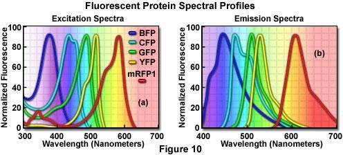 Fluoreszcens fehérjék Green Fluorescent Protein (GFP) - Medúzából származó fluoreszcens fehérje.