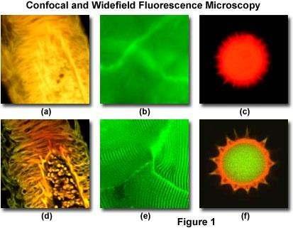 Fluoreszcens és konfokális