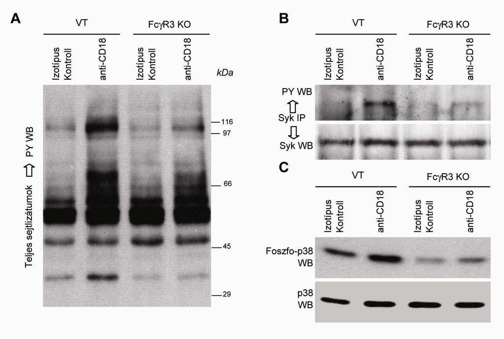 10. ábra Intracelluláris jelátviteli folyamatok FcγRIII hiányos neutrofilekben anti-integrin antitestekkel stimulálva A, Anti-integrin antitest (és izotípus kontroll) (C71/16, Y13-238) hatására