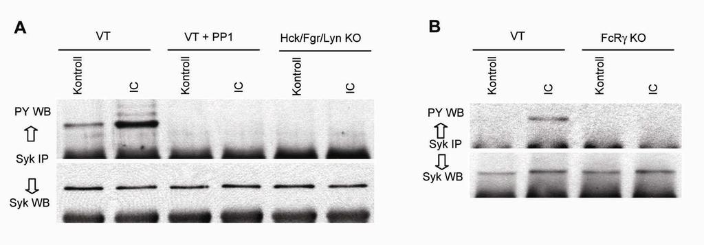 Ez a foszforilációs válasz nem jött létre az Src-típusú tirozin-kinázokat gátló PP1-gyel [113, 114] való előkezelés után, illetve Src-kináz-hiányos (Hck / Fgr / Lyn / ) sejtekben (19/A ábra).