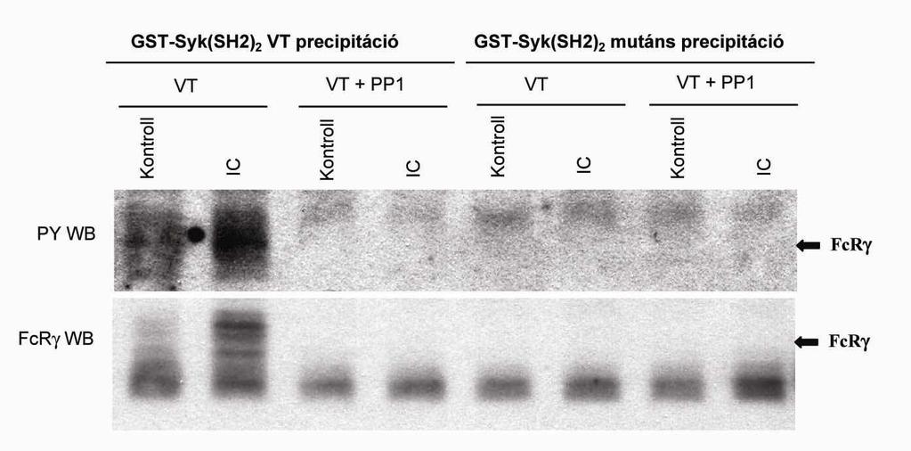 precipitált mintákban (20. ábra, alsó blot), megerősítve azt a feltételezésünket, hogy ezek a csíkok a Syk SH2-doménjeihez kapcsolódni képes, foszforilált Fc-receptor γ- láncnak feleltek meg. 20.