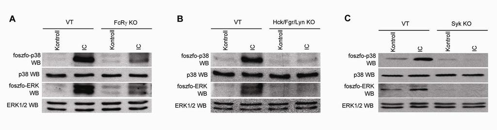 6.2.5. MAP-kinázok az immunkomplexek jelátvitelében neutrofilekben Irodalmi adatokból ismert, hogy az IgG-vel fedett vörösvértestek fagocitózisa indukálja a MAP-kinázok aktiválódását [115].