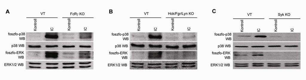 6.2.5. MAP-kinázok az immunkomplexek jelátvitelében neutrofilekben Irodalmi adatokból ismert, hogy az IgG-vel fedett vörösvértestek fagocitózisa indukálja a MAP-kinázok aktiválódását [115].