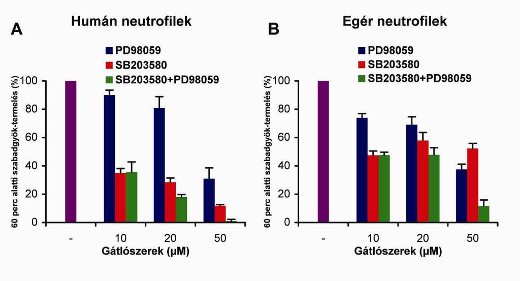 Humán neutrofilekben a p38 MAP-kináz gátlószere (SB205380) már 10 µm koncentrációnál jelentős mértékben gátolta az immunkomplexek által kiváltott szabadgyök-termelést, a szer koncentrációjának