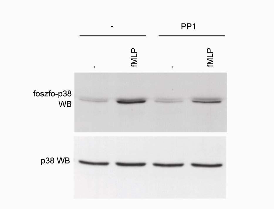 25. ábra Az Src-típusú tirozin-kináz inhibitor (PP1) jelentősen gátolta a p38 MAP-kináz foszforilációját szuszpenzióban fmlp-vel kiváltott p38 MAP-kináz foszforiláció humán neutrofilekben Src-kináz