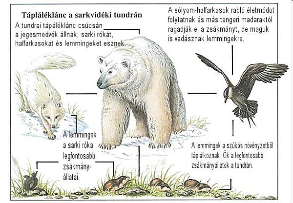 Tápláléklánc Az egymást zsákmányul ejtő