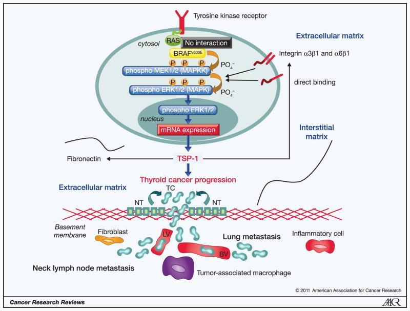 1.1.1.1.1 BRAF A BRAF gén (V-raf murine sarcoma viral oncogene homolog B1) a szerintreonin kináz fehérjét kódoló proto-onkogén. A BRAF gén 7. kromoszóma hosszú karján a 34. pozícióban helyezkedik el.