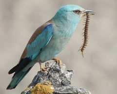 SZALAKÓTA (Coracias garrulus) Tollazata döntıen