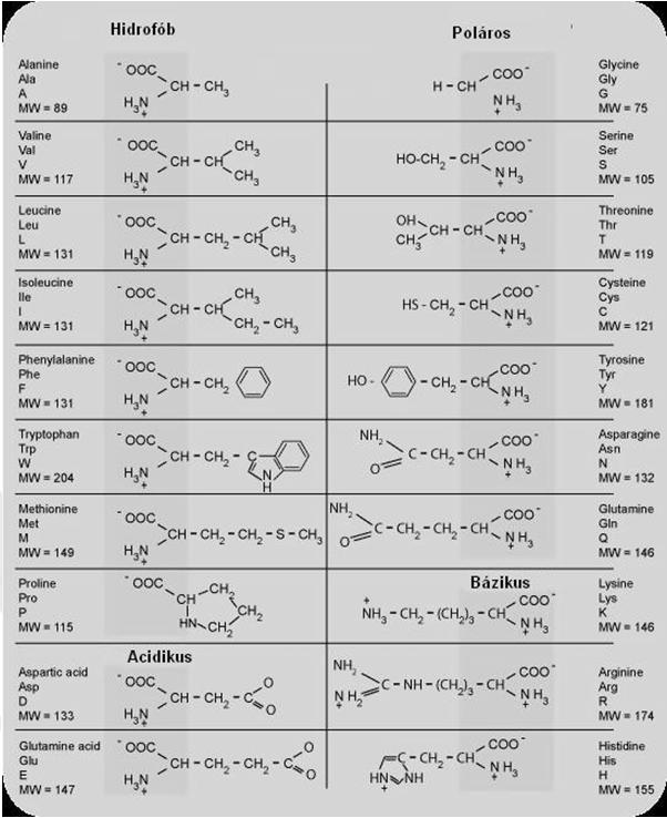 Fehérjék Felépítés: aminosavak Savcsoport: -COOH Amincsoport: -NH 2 Típusra jellemző csoport: -R Amid- (peptid) kötéssel