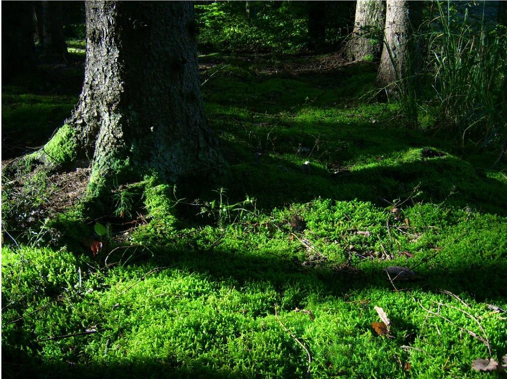 formosum, Pleurozium schreberi, Scleropodium purum, Dicranum polysetum (Boros 1944; Ódor et al. 1996; Papp & Rajczy 1996; Tímár et al. 2002).