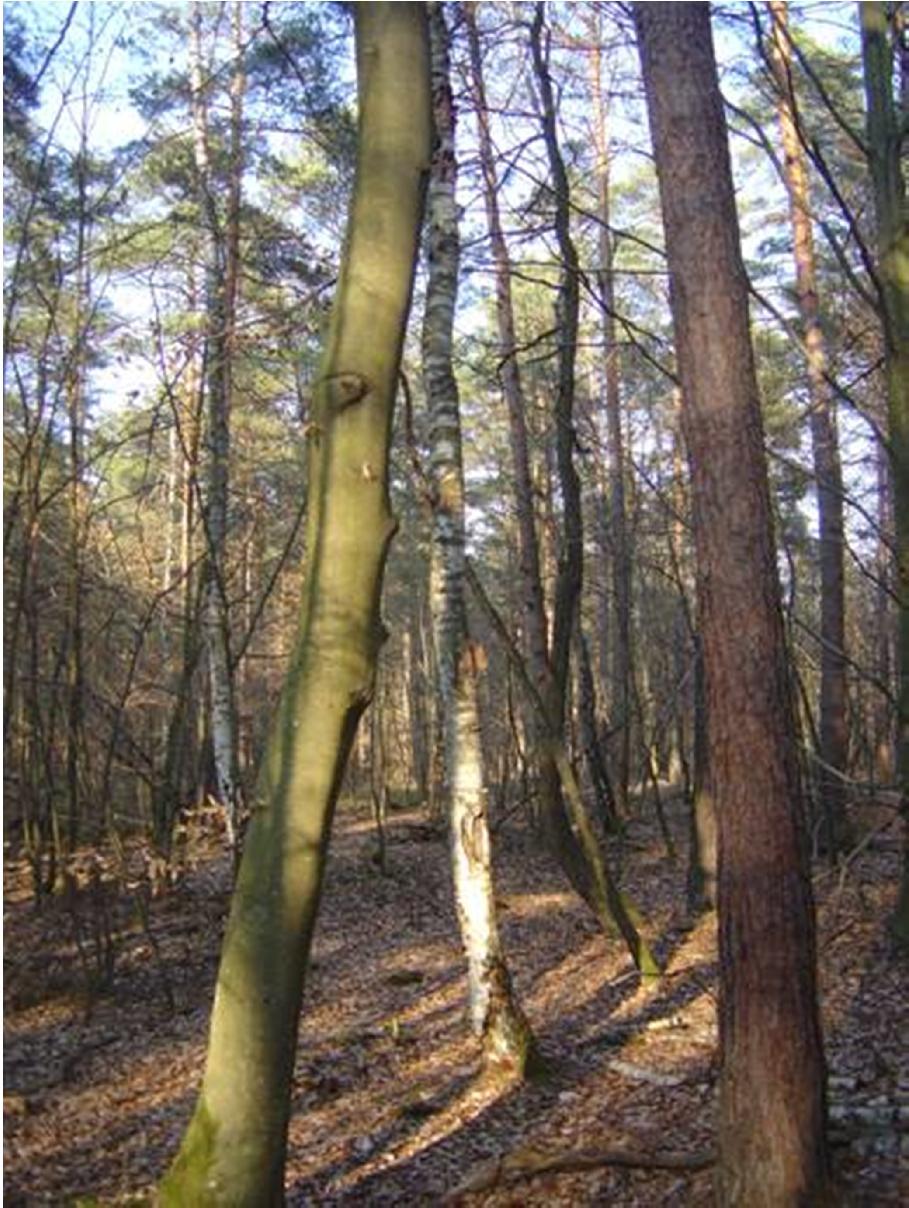 szubsztrátként fontos az epifiton zuzmók szempontjából, hanem az erdőállomány szerkezetében játszott szerepe miatt jelentős.