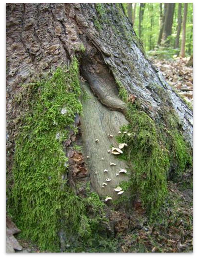 az idős fák a zuzmófajkészlet szempontjából is kulcsfontosságúak (Lie et al. 2009; Nascimbene et al. 2009a; Ranius et al.