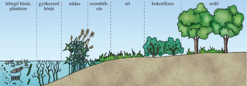 Az erdőségekben a növényzet függőlegesen tagolódik.