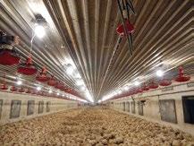 Az épületenkénti leszedési darabszámot úgy tervezzük meg, hogy kb. 15 db/m 2 csirke maradjon a kivágás végéig, ami 42