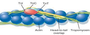 A tropomiozin két molekula egymásba csavarodásával kialakuló coiled-coil dimer, mely 7 aktin protomerrel van kölcsönhatásban.