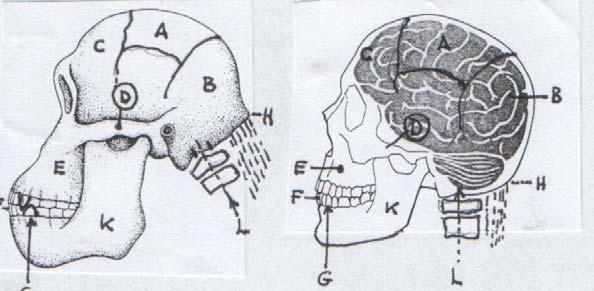 IX. Az ember és elődei 24 pont Az ábrán egy mai ember (balra) és egy Australopithecus (jobbra) koponyájának részletei láthatók. Írja a számok mellé a megfelelő betűjelet!