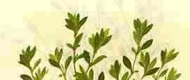 Polygonum aviculare L.