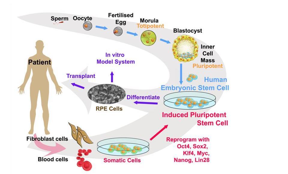 induced Pluripotens Stem sejt (ipss) első közlemény 2006-ban, Nobel díj 2012-ben