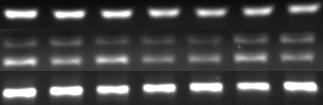 több mint száz bázispárra kiterjed (1). A Dtl és Ada2a/Rpb4 gének közötti távolság csupán 73 bázispár, ahol egy alap promóter is szűken fér el, nemhogy kettő.